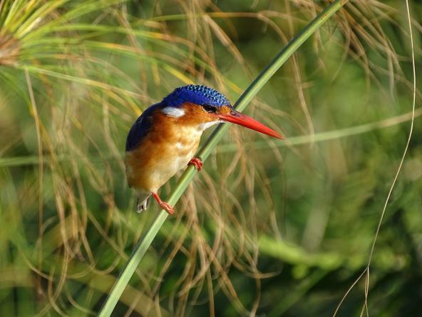 Malachite Kingfisher Eisvogel Botswana Südliches Afrika Vögel