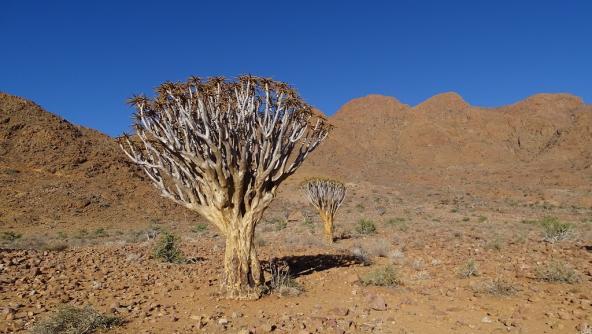 Köcherbaum NamibRand Namib-Wüste Namibia südliches Afrika Blog