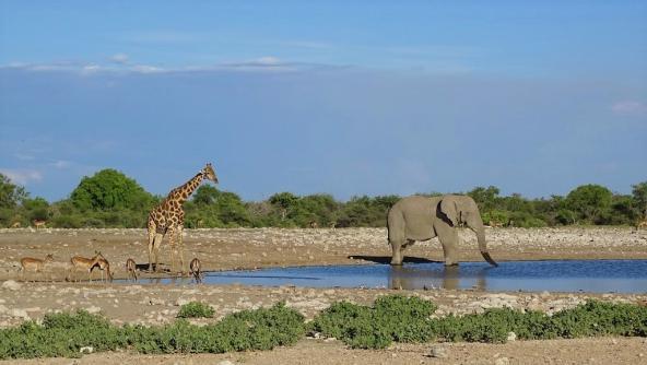 Namibia Corona Etosha Nationalpark Wasserloch südliches Afrika Elefant Giraffe Blog