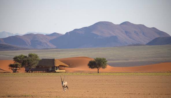 Kwessi Dunes Lodge - Oryx