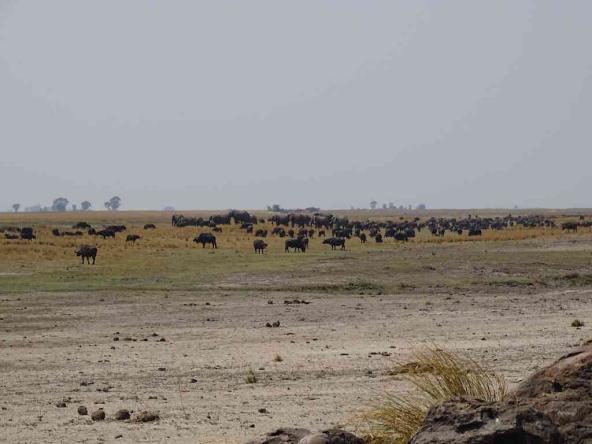 Chobe Nationalpark – Büffel und Elefanten friedlich zusammen