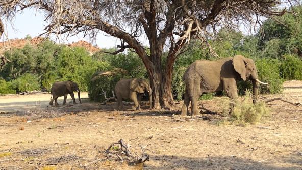 Eine friedliche Elefantenfamilie auf unserem Nachmittags Game Drive