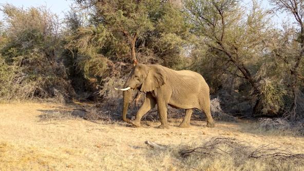 Fröhlich spaziert dieser Elefant an uns vorbei