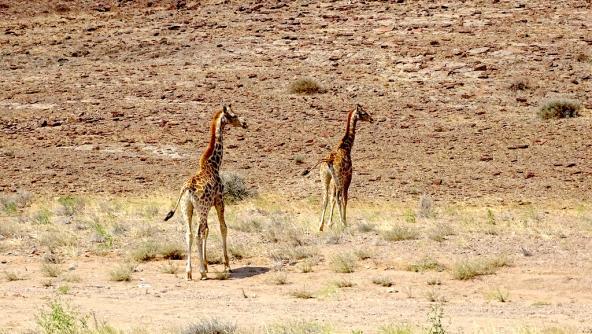 Giraffen begegnen uns als Erstes auf unserer Campingsafari