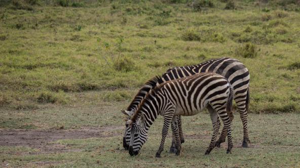 Zebra mit Jungem