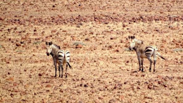 Bisher drehen uns die Tiere den Rücken zu, doch das soll sich bald ändern