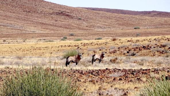 Oryxfamilie – mit kleinem Oryx