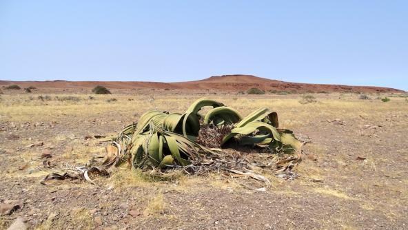 Die älteste Wüstenpflanze – eine Welwitschia