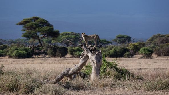 Gepard auf der Lauer