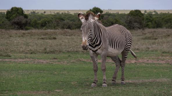 Grevy Zebra