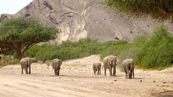 Eine Elefantenfamilie kommt uns auf den Weg zur Namib Wüste entgegen