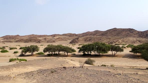 Die Anfänge der Namib Wüste