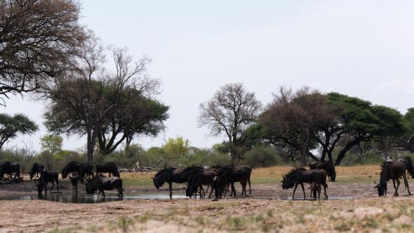 Ausblick vom „Hide“ auf die Wasserstelle mit Gnus