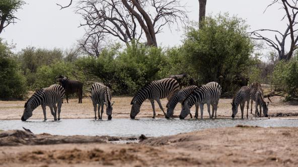 Durstige Zebras