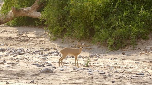 Steinböckchen beim Camp