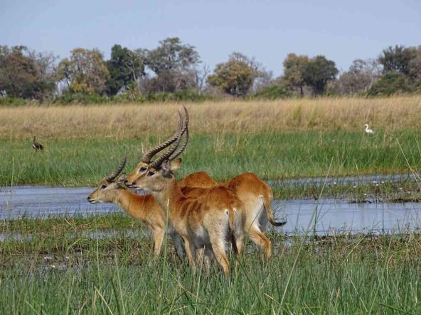 Red Lechwe Antilope / Rote Moorantilope