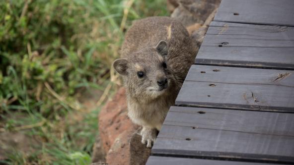 Neugieriger Rock Dassie