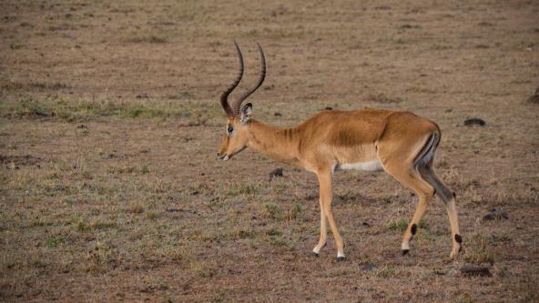 Springbock