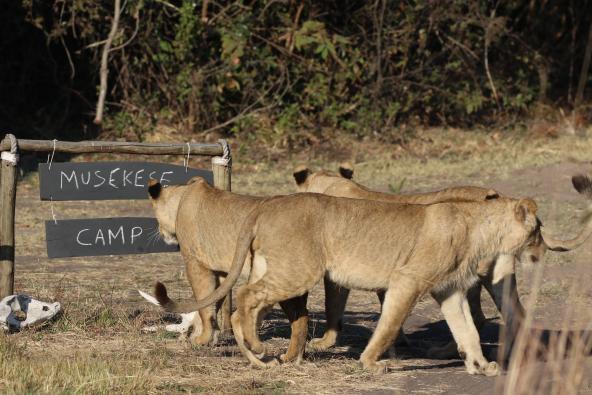 Musekese Camp - Besuch