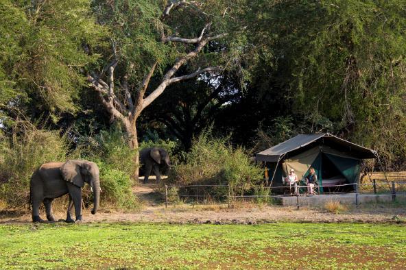 Flatdogs Camp - Safarizelt Elefant