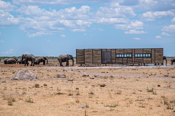 Etosha King Nehale - Elefanten