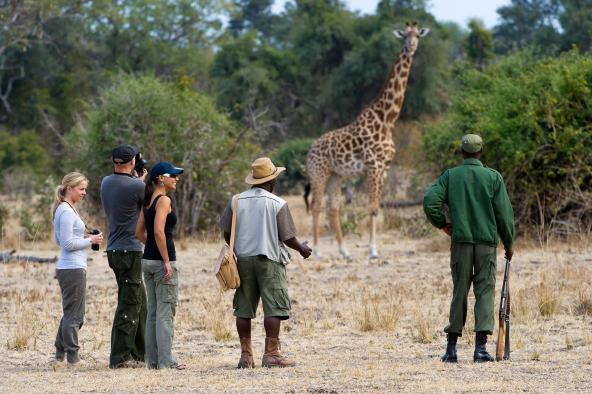 Flatdogs Camp - Walking Safari Giraffe