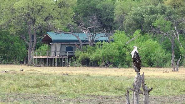 Safarizelt Mma Dinare Fischadler Safari Botswana Okavango Delta