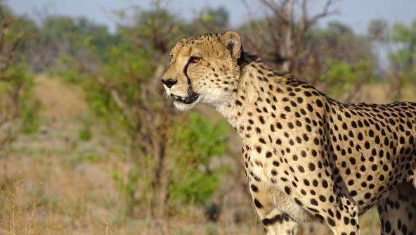 Safari Botswana Gepard Okavangodelta 