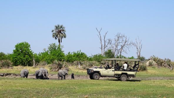 Dinare Konzession Safari Elefanten Okavangodelta Botswana