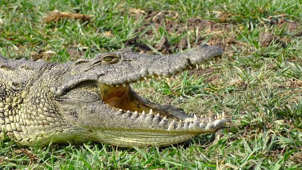 Krokodil Chobe Safari Botswana