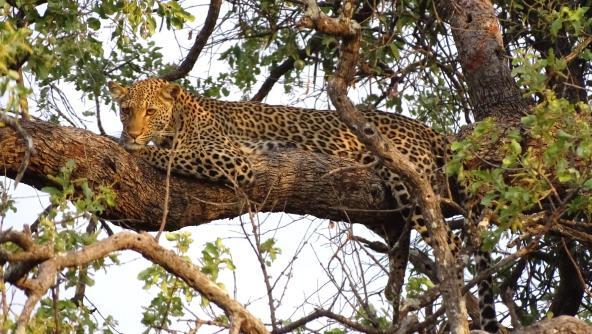 Leopard Botswana Chobe Nationalpark Safari