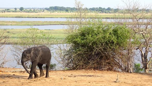 Chobe Fluss vom Nationalpark mit Baby Elefant Botswana