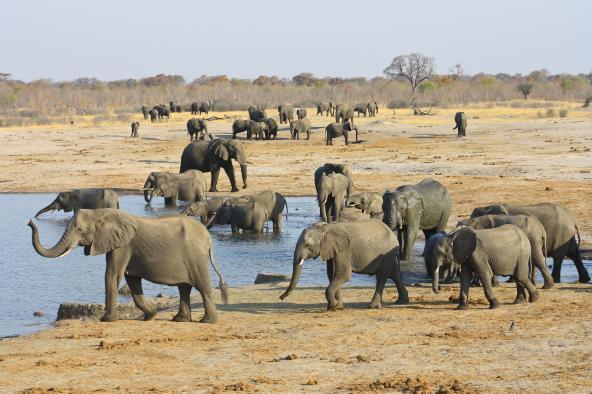 Sunway Ivory Route Classic - Hwange Nationalpark Elefanten