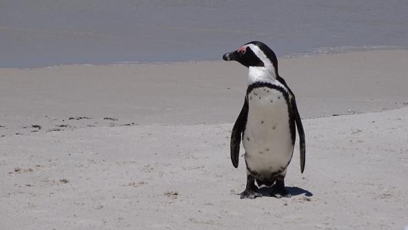 Pinguin Boulders Beach Südafrika Kapstadt