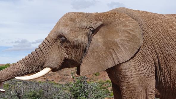 Elefanten füttern Buffelsdrift Oudtshoorn Südafrika