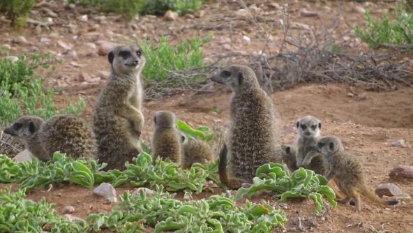 Meerkat Safari Erdmännchen Oudtshoorn Südafrika Garden Route