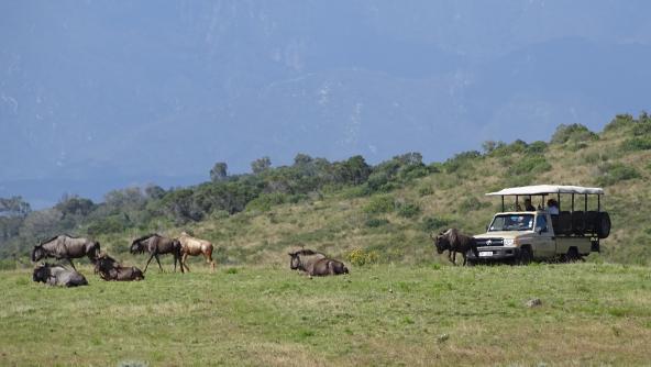 Südafrika Garden Route Pirschfahrt Safari privates Wildreservat Botlierskop