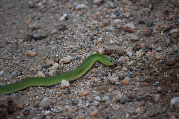 Grüne Mamba