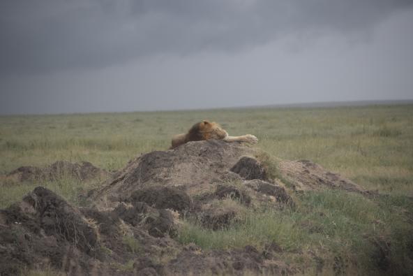 Löwe in der Serengeti