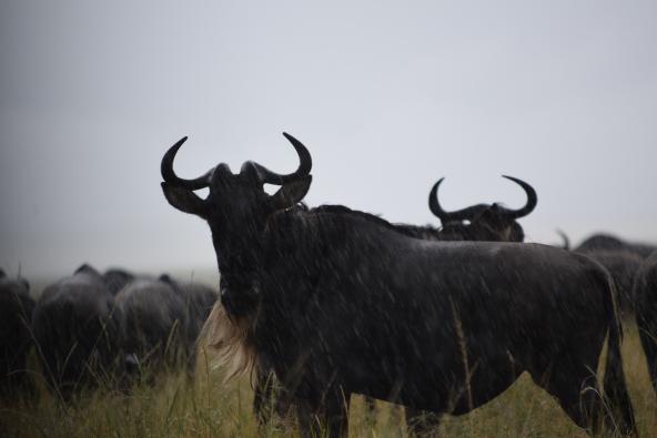 Gnu in der Serengeti