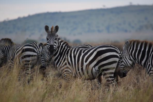 Zebra in der Serengeti