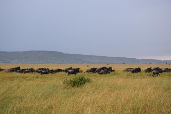 Gnus in der Serengeti