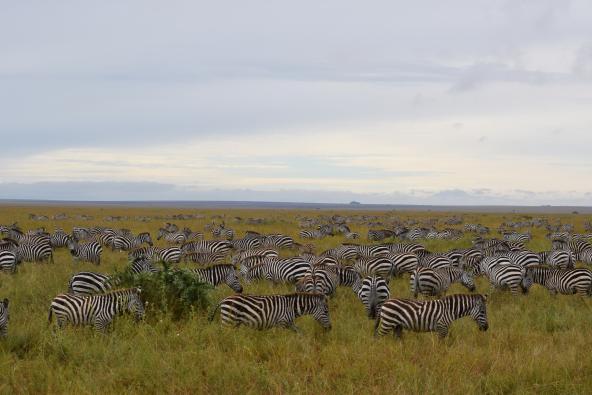 Zebras in der Serengeti