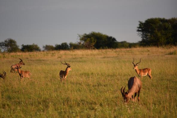 Serengeti