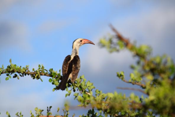 Rotschnabel-Hornvogel