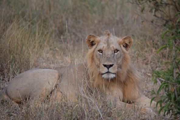 Löwe Tsavo