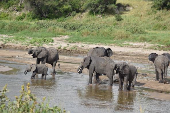 Elefanten im Tarangire FLuss