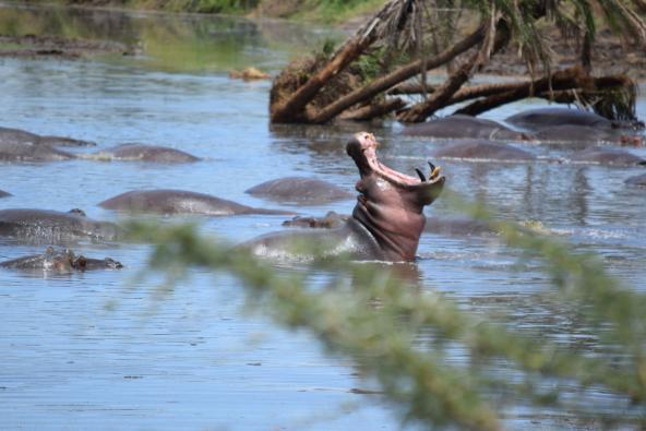 Hippo in der Serengeti