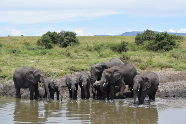 Elefanten in der Serengeti