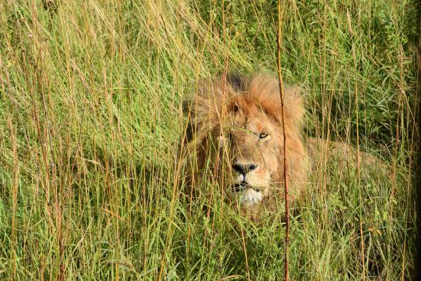 Löwe in der Serengeti